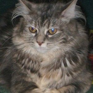 Meet your Posher, Robert